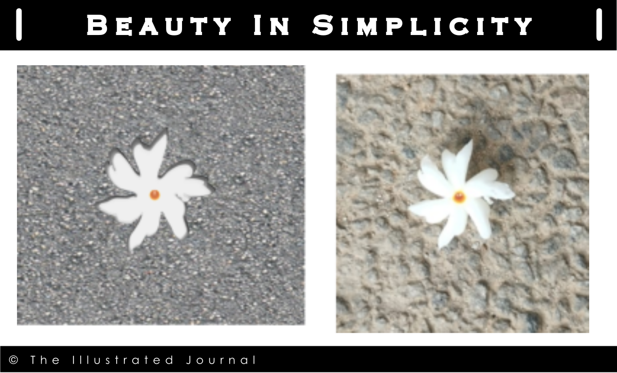 Digital vector drawing of a Parijatha flower created in Inkscape beside its photographic reference image, showing white petals and an orange center against textured ground.
